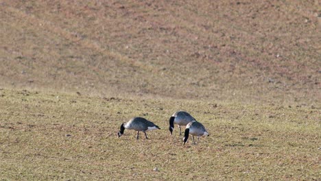 A-small-flock-of-canada-goose-branta-canadiensis-on-winter-wheat-field-in-spring-migration