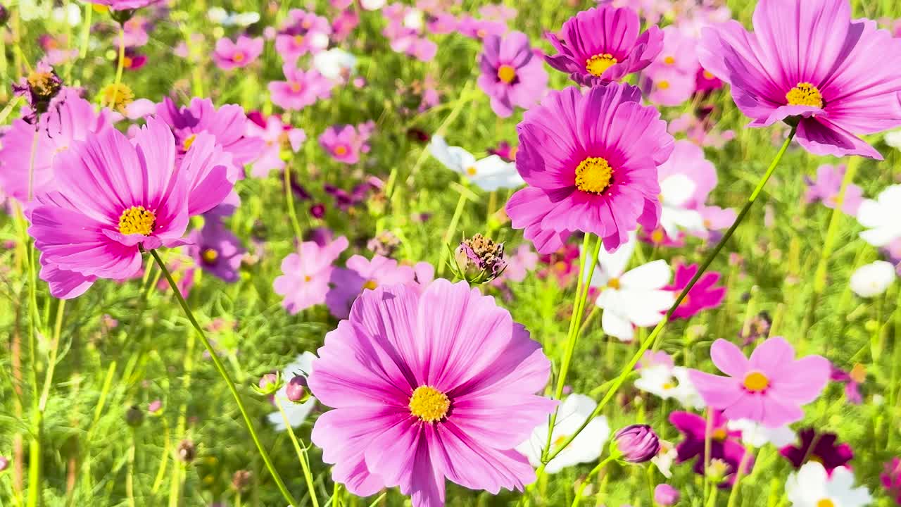 flores del cosmos vibrantes en un jardín exuberante