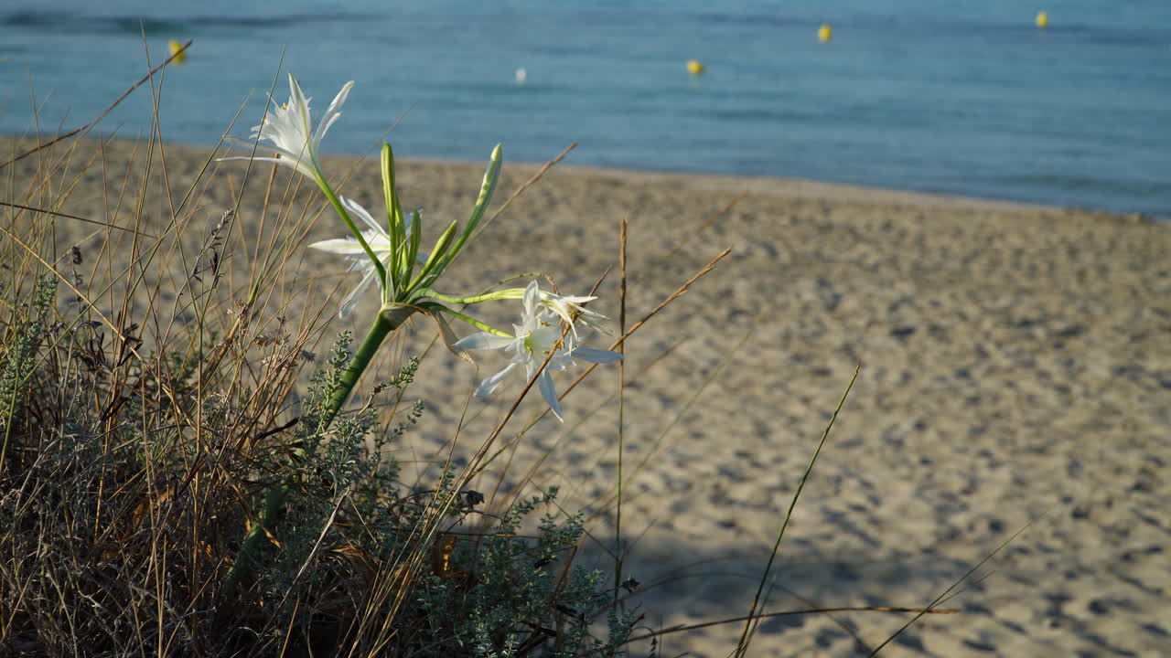 해변을 따라 있는 바다 수선화의 우아한 꽃, 배경에 흐릿한 분홍색 여성 관광객이 지나가는 판크라티움 마리티움