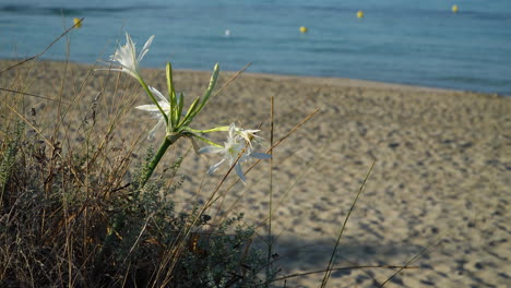 graceful flowers of the sea daffodil along the beach, pancratium maritimum with a blurred pink female tourist passing in the background