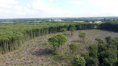 4k drone video of an example of deforestation in uk