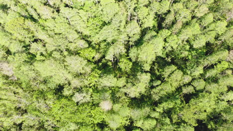 über-Einen-üppigen-Grünen-Wald-Fliegen