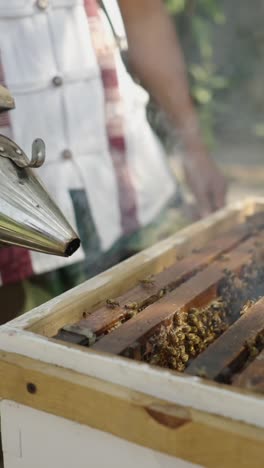beekeeping with bees and honeycomb