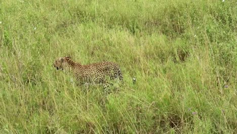 tiro de seguimiento de un cachorro de leopardo corriendo en la hierba alta con su madre al lado