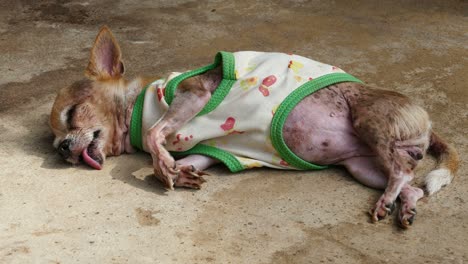 chihuahua resting on concrete floor