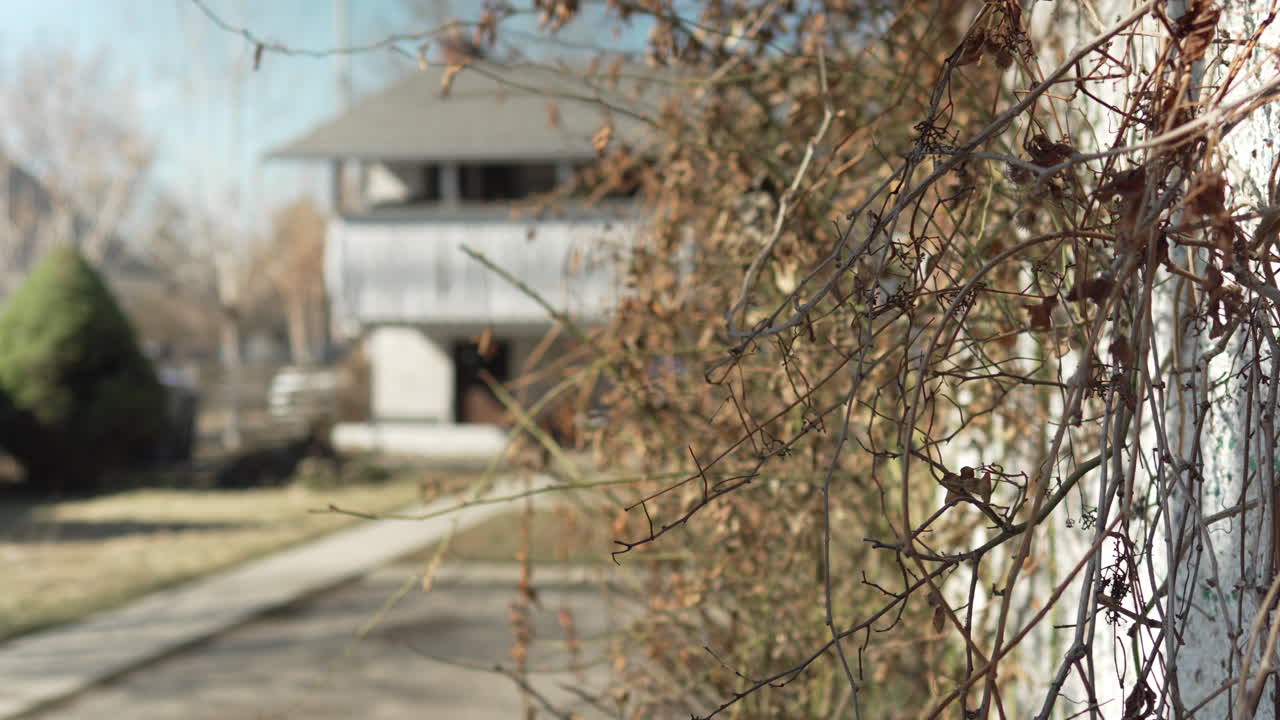 이웃 차고 옆의 이른 봄 무성