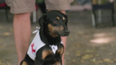 dog with white jacket with red cross