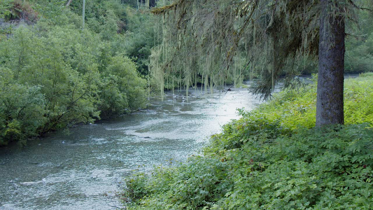Peaceful nature scene: Shallow salmon spawning river in boreal forest
