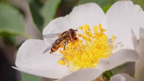 Sírfidos,-Moscas-De-Las-Flores-O-Moscas-Sírfidos,-Insectos-De-La-Familia-Syrphidae.-Se-Disfrazan-De-Insectos-Peligrosos,-Avispas-Y-Abejas.-Los-Adultos-De-Muchas-Especies-Se-Alimentan-Principalmente-Del-Néctar-Y-El-Polen-De-Las-Flores.