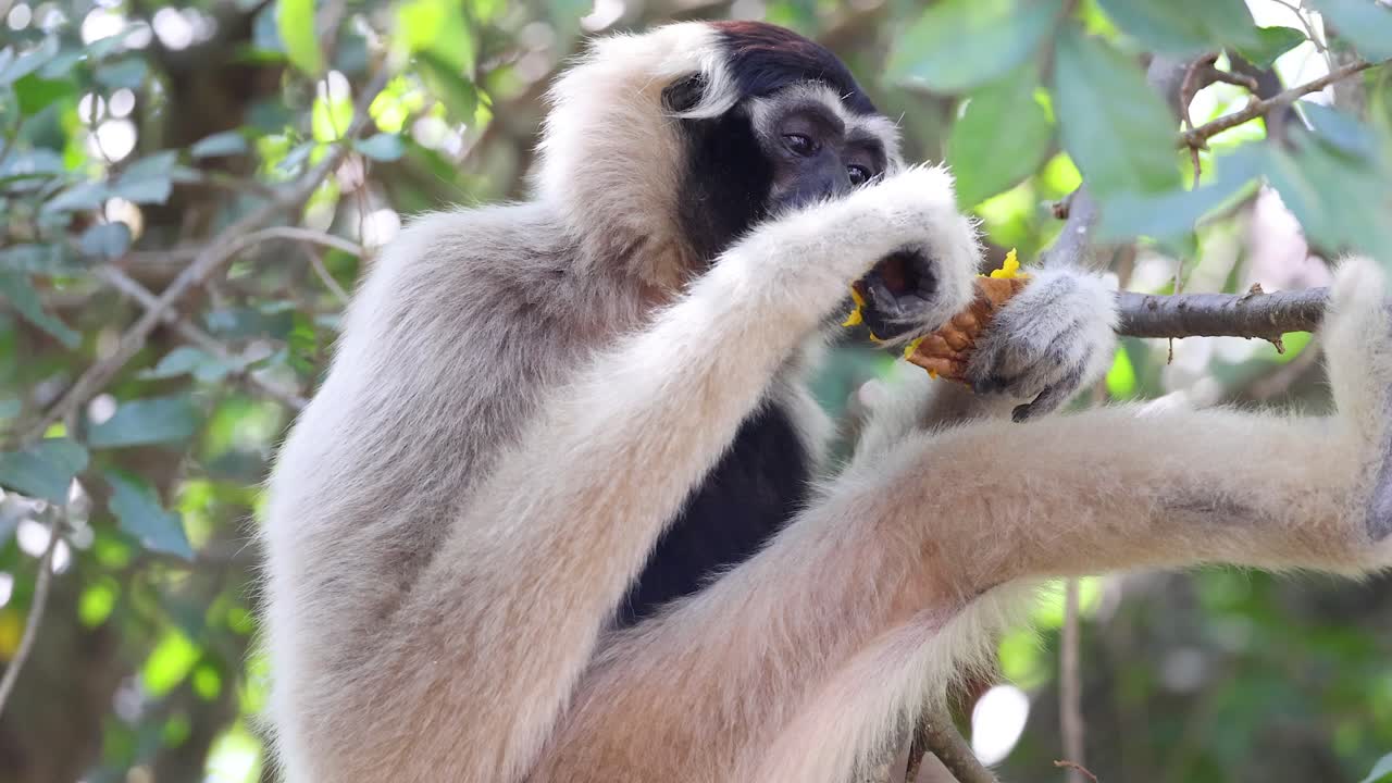 gibón disfrutando de la comida en un árbol