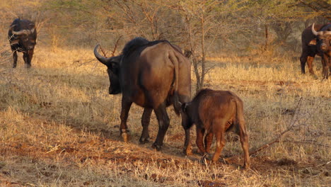 Mamá-Y-Cría-De-Búfalo-Africano-Pastando-Y-Alejándose,-Con-Una-Increíble-Iluminación-Del-Atardecer