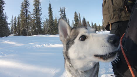 スウェーデン、キルナの雪の森でカメラに向かって走るシベリアン・ハスキー犬の4kショット