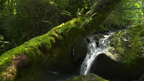 mountain stream, waterfall in a lush forest with a tree full of moss and ferns, dense green forest lit by the sun's rays