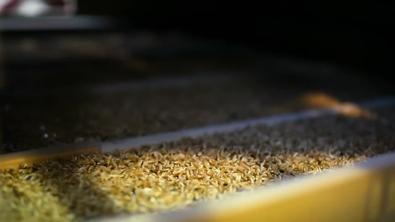 trillado de trigo en la fábrica 4k