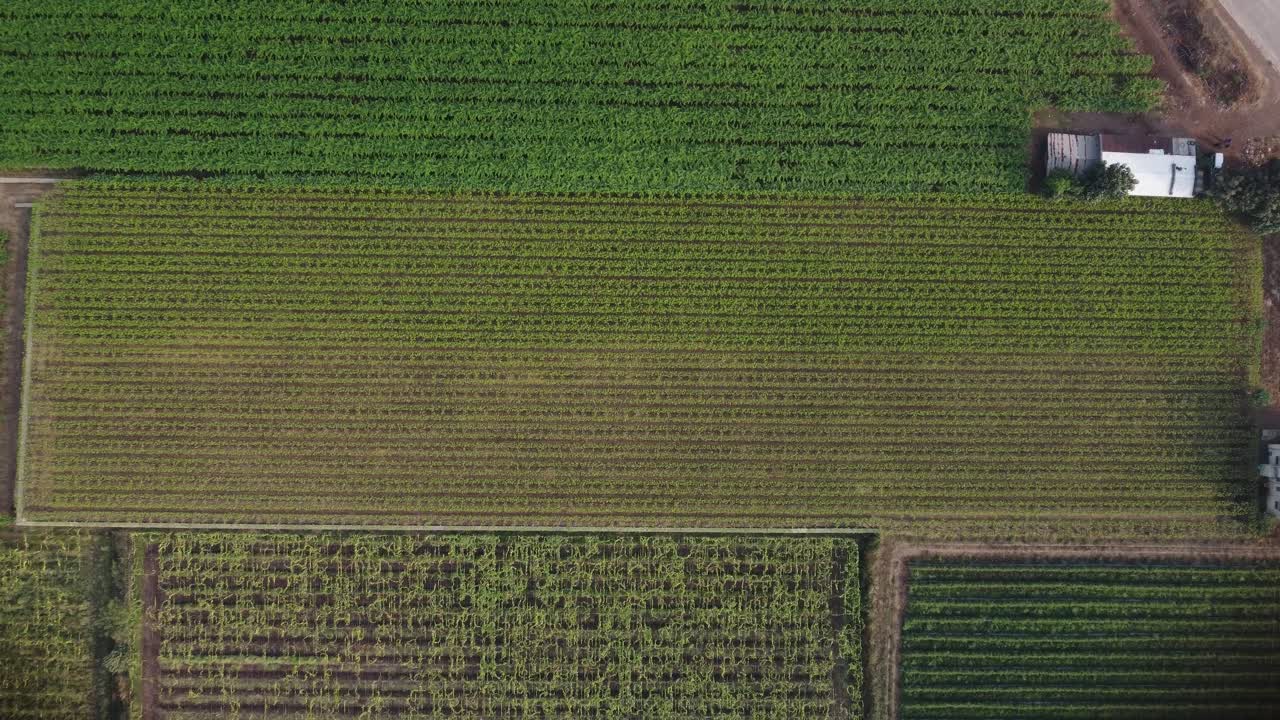 vista superior de los viñedos del campo agrícola
