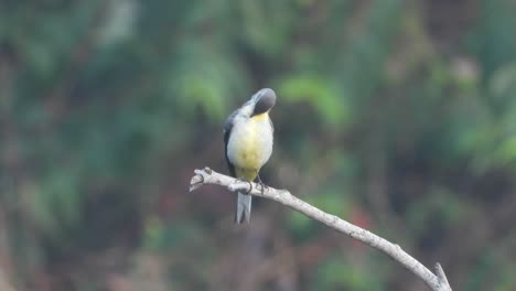 yello-breasted-chat-in-pond-area-.