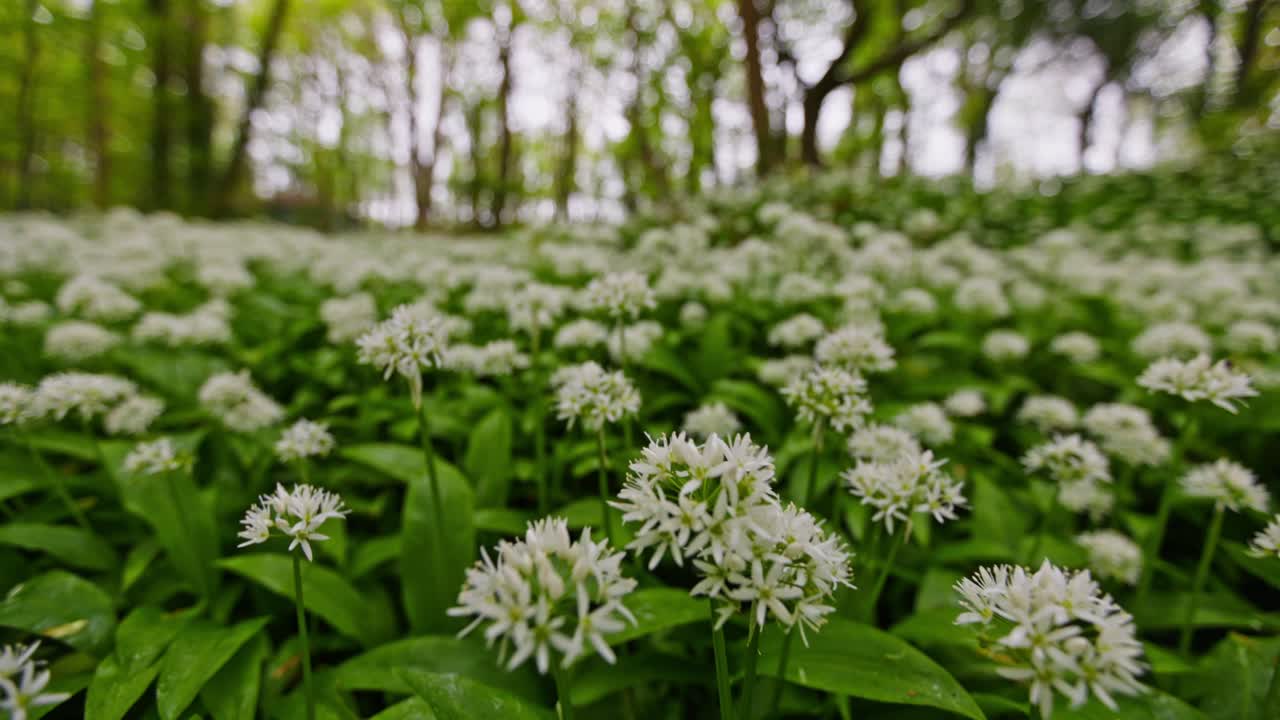 Wild Garlic Flowers in a Forest