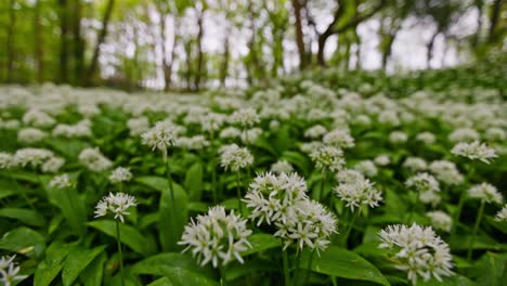 wild garlic flowers in a forest