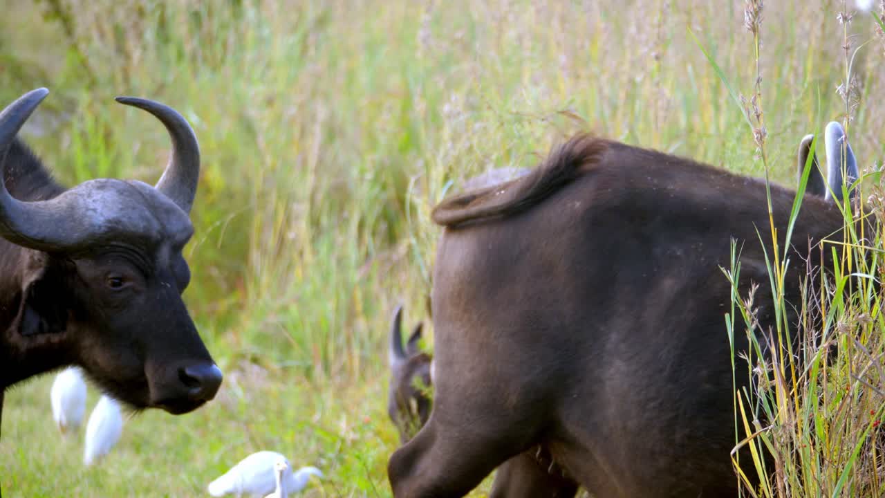grandes búfalos salvajes con grandes cuernos parados pacíficamente uno cerca del otro