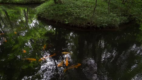 In-Japan-koi-fish-are-synonymous-with-prosperity,-this-is-at-the-Heirinji-Temple-in-Tokyo,-Japan