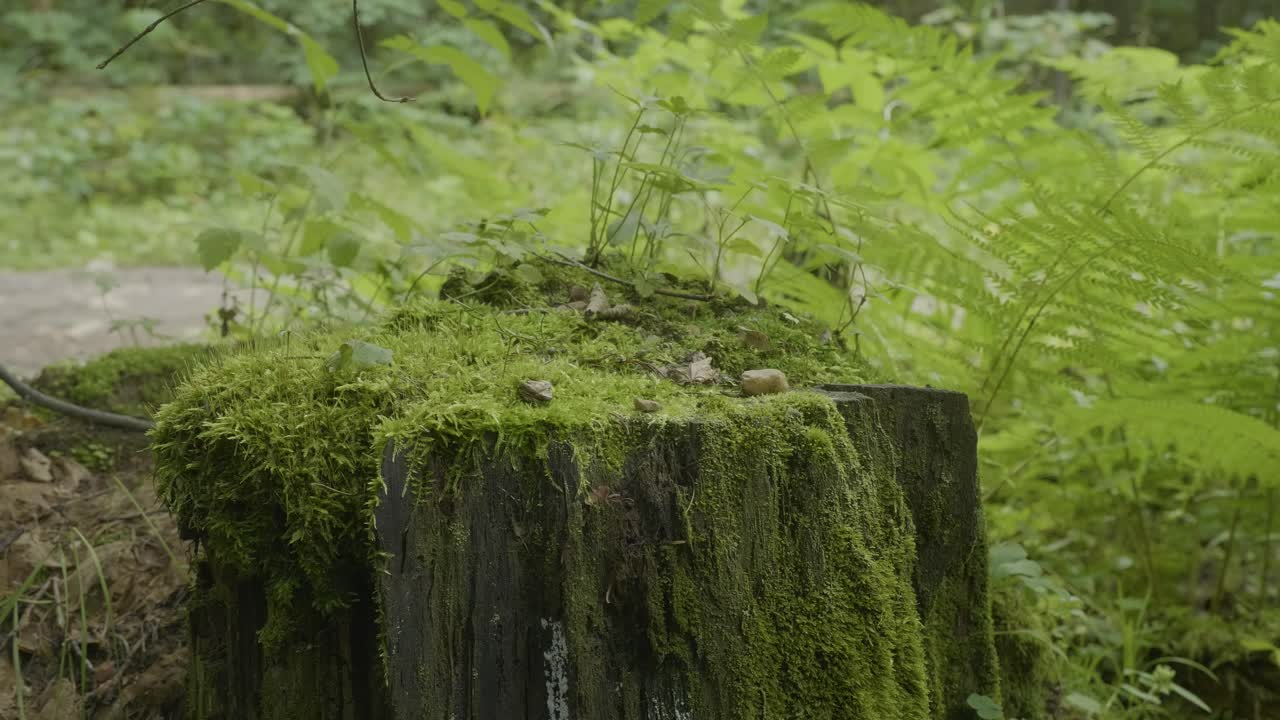 Ceppo d'albero coperto di muschio in una foresta