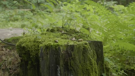 moss-covered tree stump in a forest