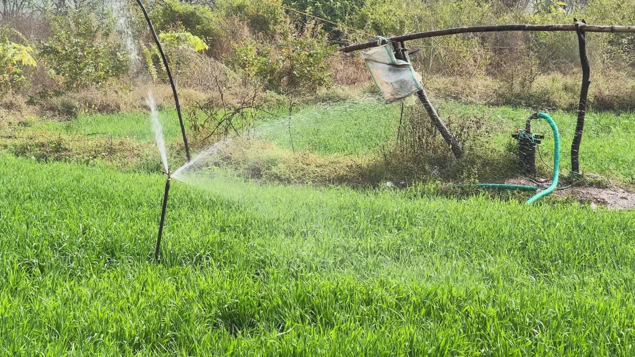 Primo piano di un irrigatore in funzione collegato a una tubazione di pozzo artesiano, che spruzza acqua su fitte colture verdi e mostra l'irrigazione localizzata in un campo agricolo rurale