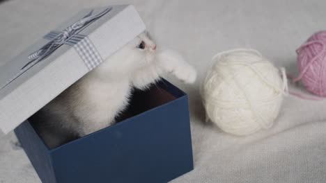 funny kitten climbs out of a gift box