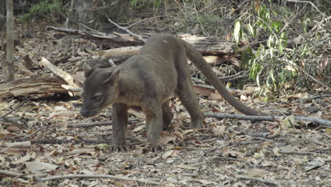 male-fossa-sniffs-forest-floor,-then-lies-down