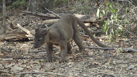 la fosa masculina olfatea el suelo del bosque y luego se acuesta