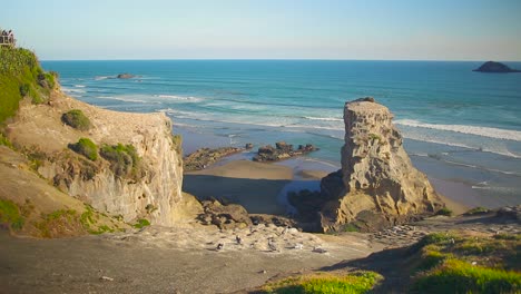 Muriwai,-Auckland-Reiseziel-Auf-Hügelblick-Mit-Neuseeländischen-Einheimischen-Pflanzen