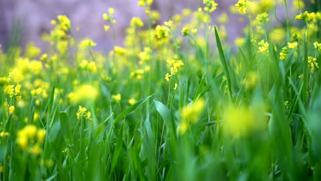 Tiny,-yellow-flowers-in-the-wind,-ground-level-shot-on-a-windy-day