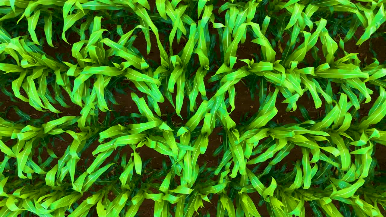 close up shot of vibrant green plants in a field