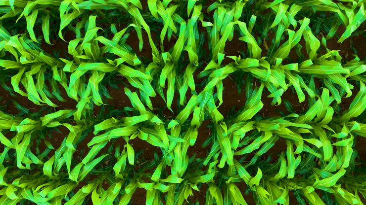 close up shot of vibrant green plants in a field