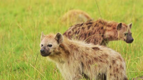 Slow-Motion-Shot-of-Hyenas-waiting-to-get-on-a-kill,-order-of-food-chain-in-the-Maasai-Mara-National-reserve,-exciting-African-Wildlife,-Kenya,-Africa-Safari-landscape-in-Masai-Mara-North-Conservancy