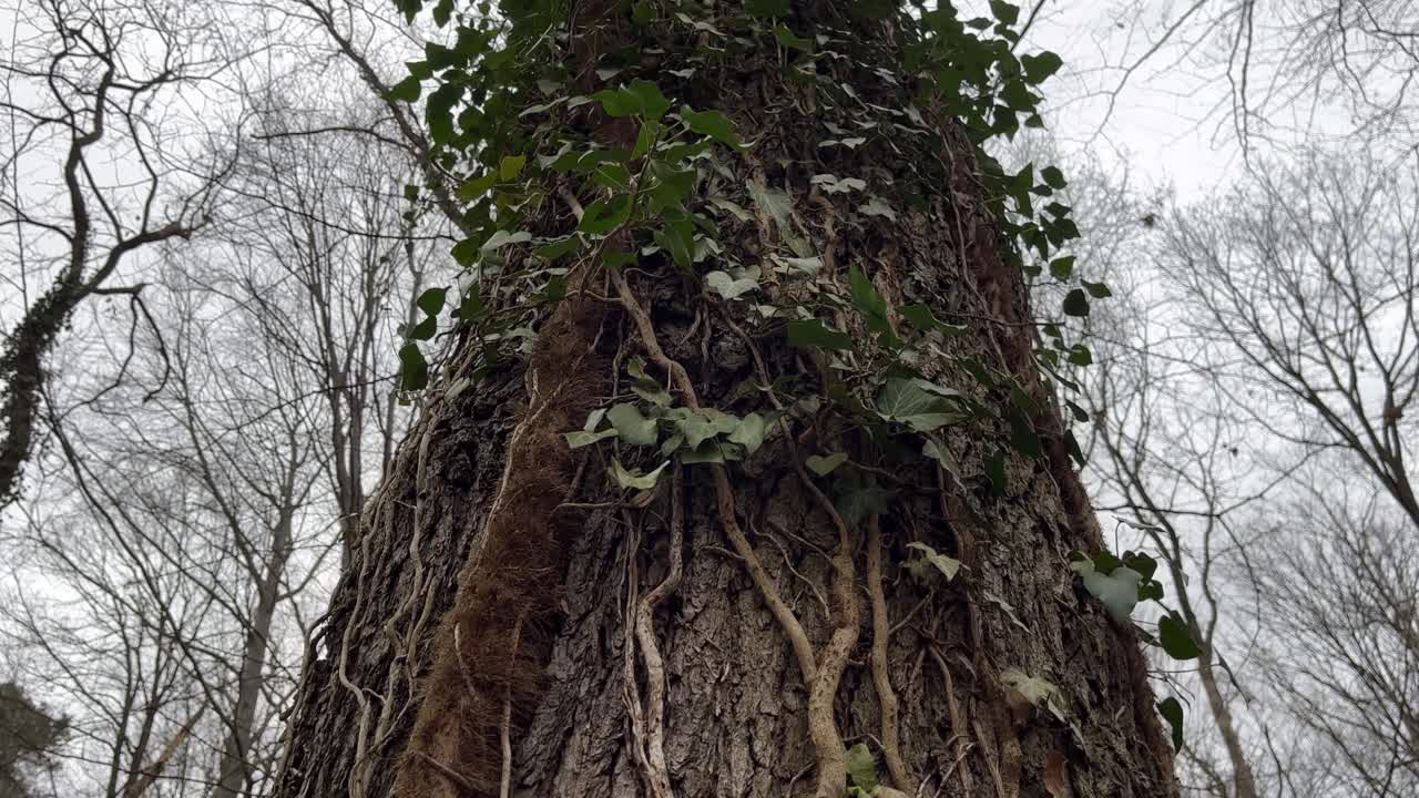 swing up an old branching curving tree with lots of ivy covering the trunk