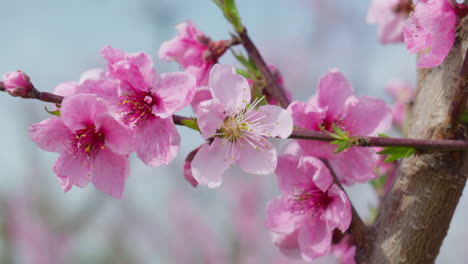 close up of peach blossoms gently moving in the spring wind