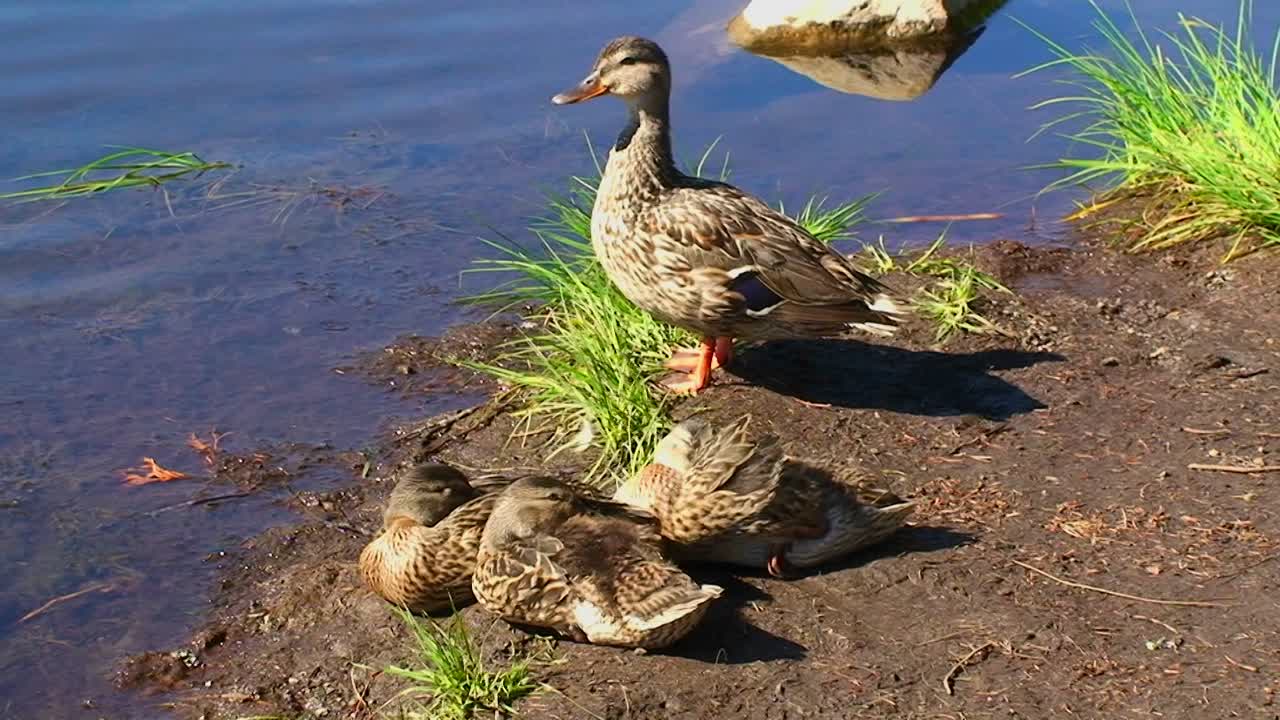 Un gruppo di anatre sta sulla riva del lago Trillium Mt Hood in Oregon 1