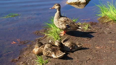 A-group-of-ducks-stand-on-the-shore-of-Trillium-Lake-Mt-Hood-in-Oregon-1