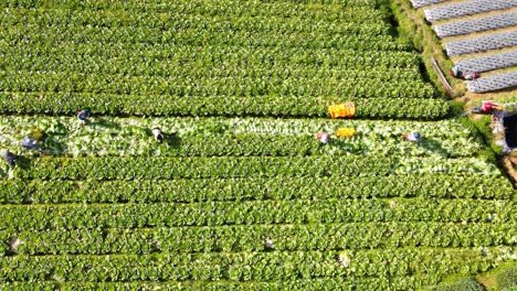 Toma-Aérea-De-Arriba-Hacia-Abajo-De-Un-Agricultor-Que-Trabaja-En-Una-Plantación-De-Mostaza-Durante-Un-Día-Soleado-En-Indonesia,-Asia