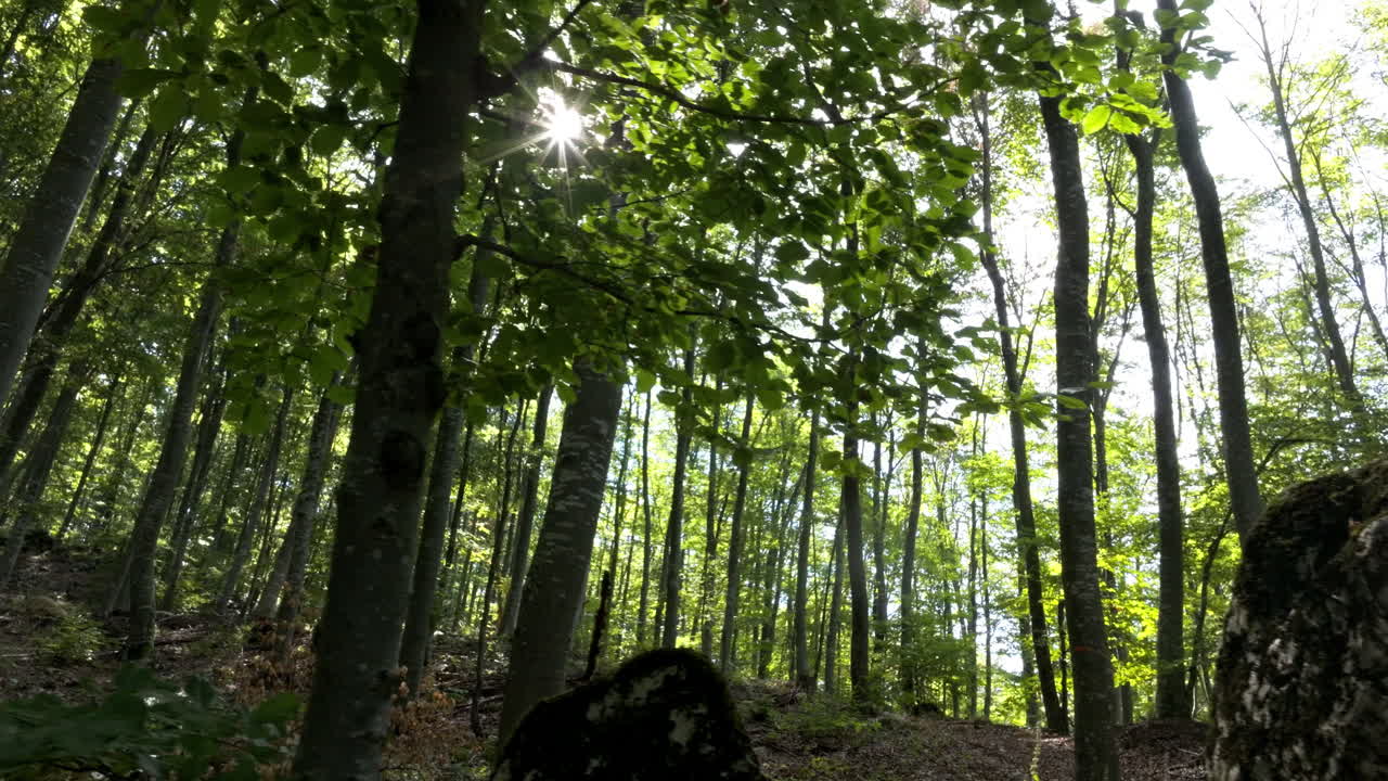 빛 과 바위 가 있는 숲 의 장면