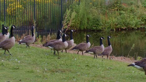 Canadian-geese-birds-animals-in-natural-environment-in-the-park-,-wildlife-scene-episode