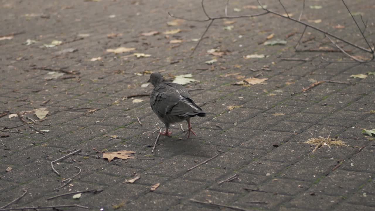 포장 도로에 비둘기 한 마리