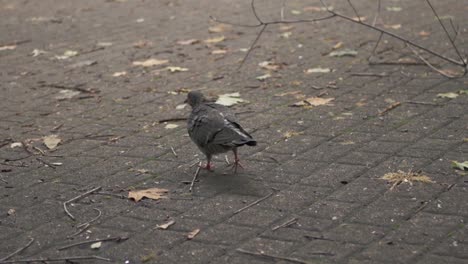 One-pigeon-on-the-pavement