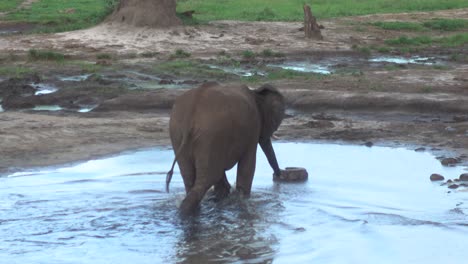 Cute-Wild-African-Baby-Elephant-walking-in-a-Small-Pond-and-Drinking-Water