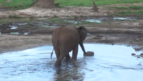 lindo elefante bebé africano salvaje caminando en un pequeño estanque y bebiendo agua