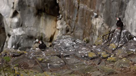 close-up shot of puffins resting on a cliff edge at the Isle of May ready to hunt