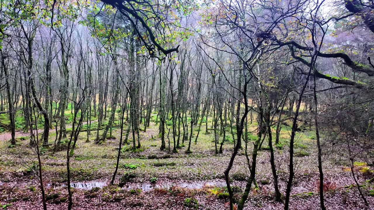 irlanda lugares épicos tumba de árboles en el pantano glendalough montañas wicklow irlanda tierra romántica