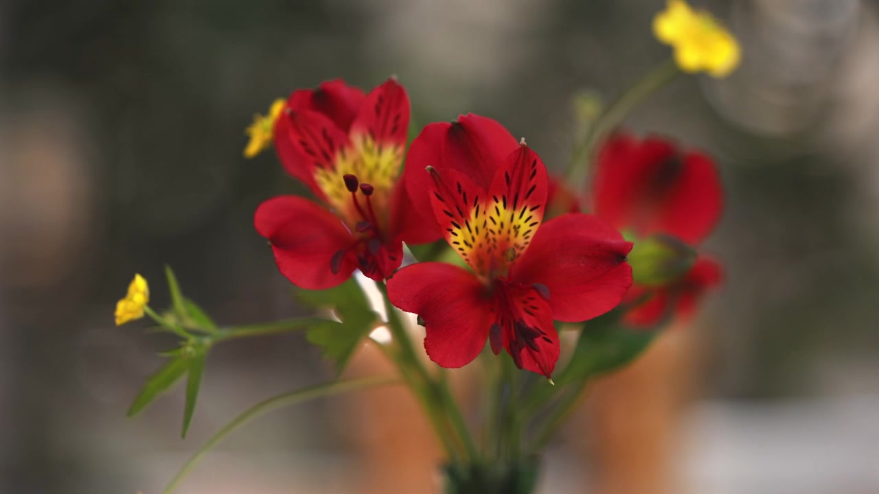 Primo piano di fiori di alstroemeria rosso vivo in fiore con delicate striature gialle e sfondo sfocato e morbido.