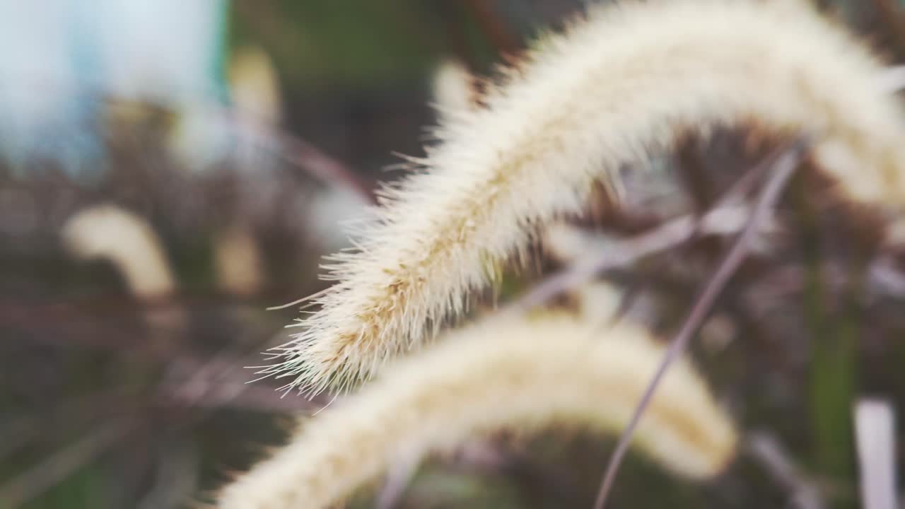 Timothy grass moves like dancing under the breeze.